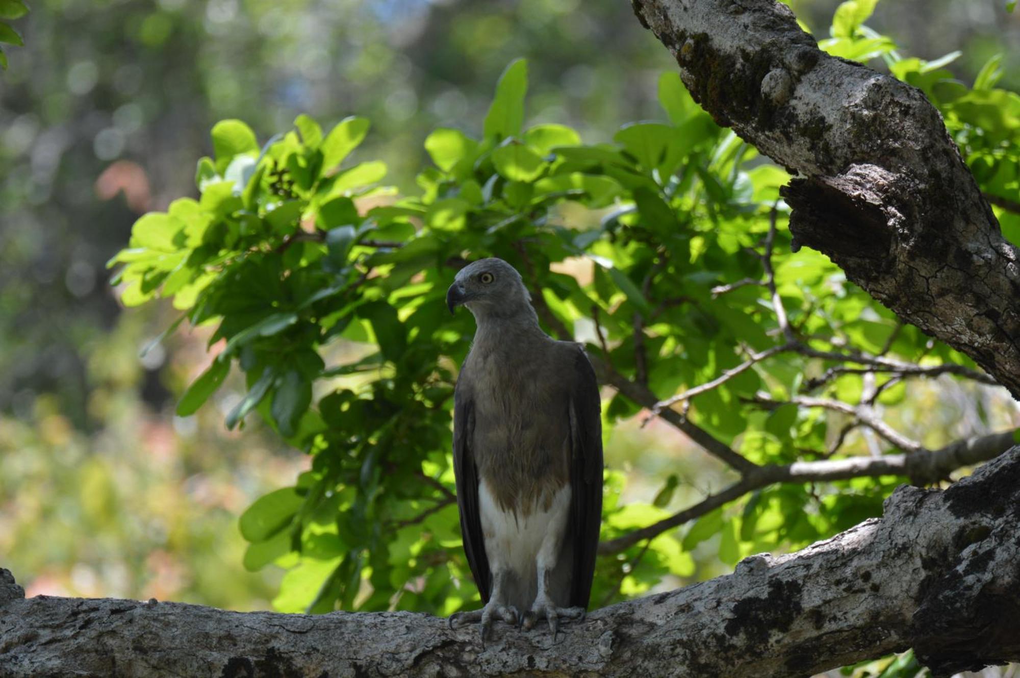 פולונרואה Priyanna Guest, Forest View מראה חיצוני תמונה
