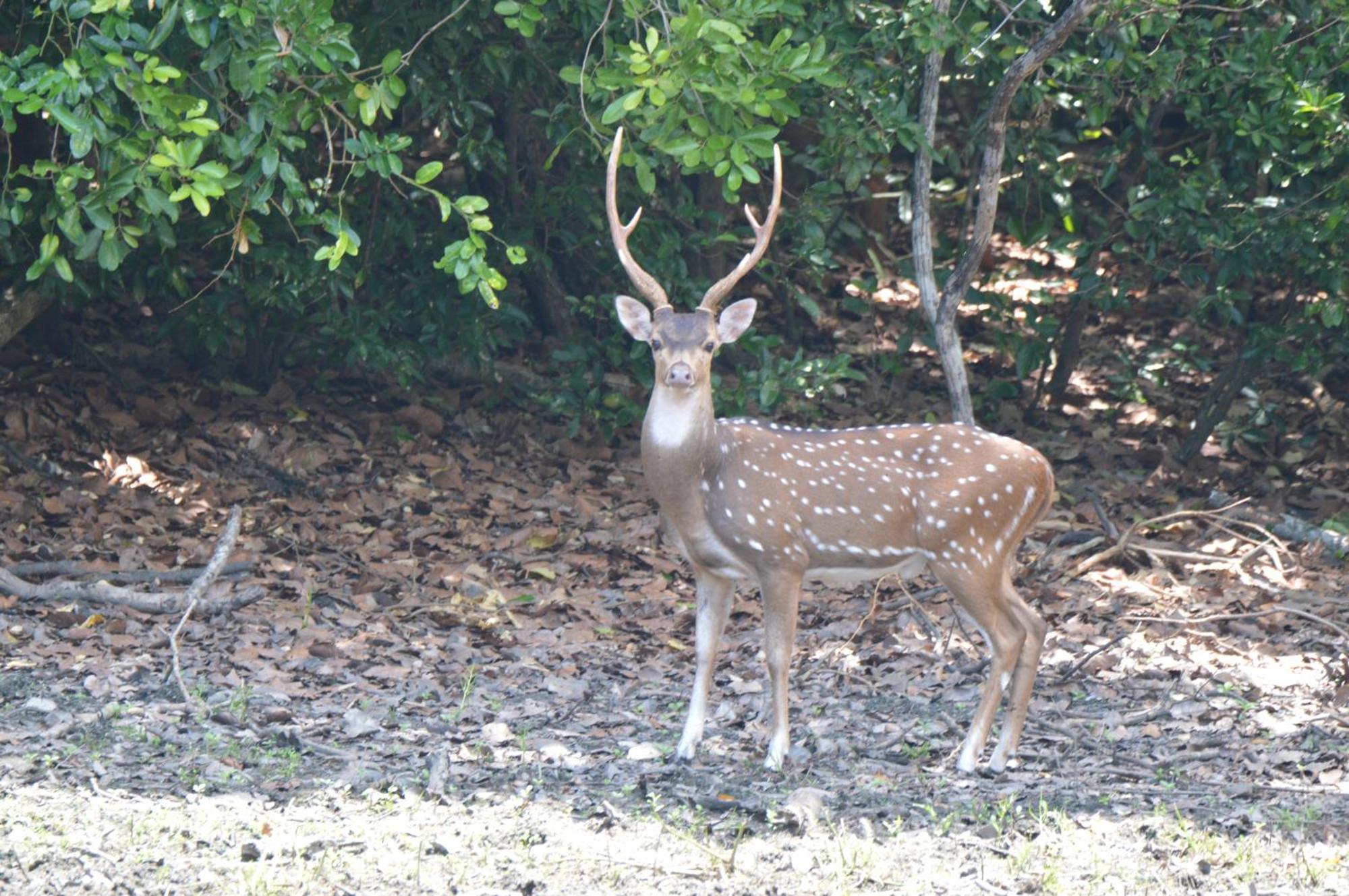 פולונרואה Priyanna Guest, Forest View מראה חיצוני תמונה